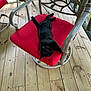 animal, black_cat, cat, chair, comfort, cushion, daylight, feline, greenery, metal_chair, nature, outdoor, pet, porch, red_cushion, relaxing, resting, sleeping, wood_planks, wooden_floor