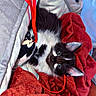 Titi Panda a rejoint le concours — aidez-le/la à gagner de superbes lots ! kitten, cat, black_and_white, fur, blanket, red_ribbon, cushion, cozy, indoor, pet, cute, animal, soft, relaxing, feline, playful, resting, young, whiskers, ears