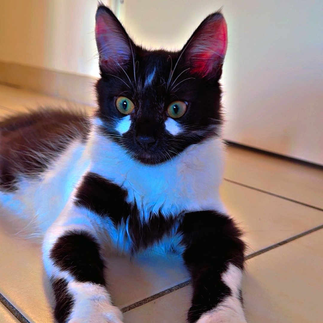 Titi Panda