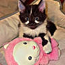 Titi Panda participe au concours pour gagner de l'argent avec cette photo : kitten, black_and_white, cat, stuffed_animal, pink, toy, bed, blanket, fur, cute, pet, animal, indoor, cozy, snuggling, soft, small, young, playful, adorable