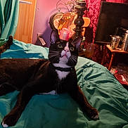 Sylvester is registered to the contest to win money with this photo: cat, tuxedo_cat, pet, indoor, bed, blanket, lamp, clock, curious, wide_eyes, feline, household, cozy, cluttered, black_and_white, animal, resting, fur, whiskers, ears