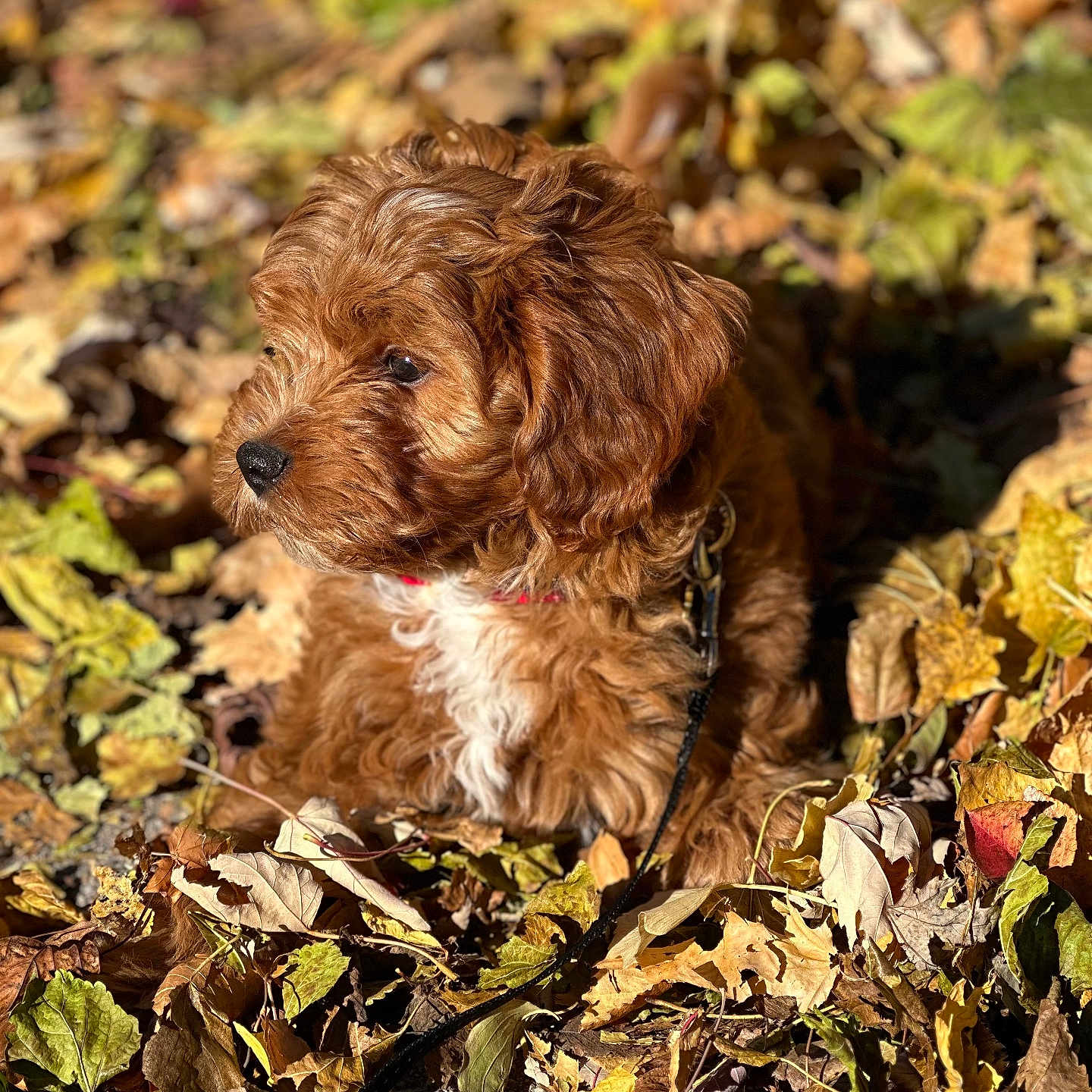Wrigley joined the competition — help win amazing prizes! animal, autumn, brown, closeup, collar, curious, dog, fall, fur, leaf_litter, leash, leaves, nature, outdoor, pet, portrait, puppy, sunlight, white_chest, young_dog