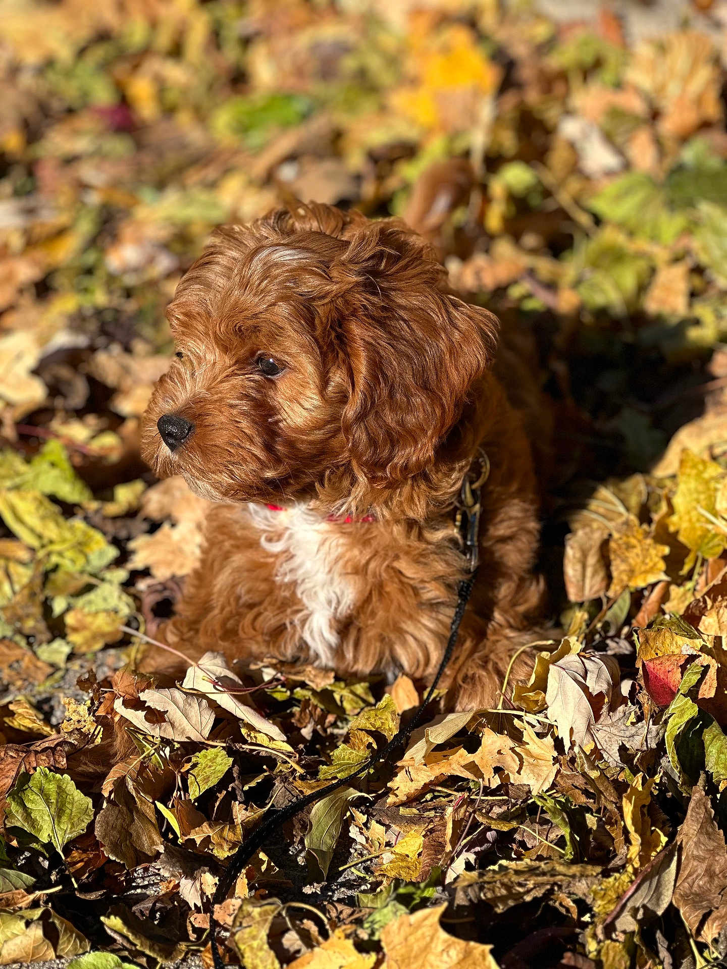 Wrigley joined the competition — help win amazing prizes! dog, puppy, brown, white_chest, leaves, autumn, outdoor, nature, sunlight, curious, fur, closeup, fall, pet, young_dog, leaf_litter, collar, leash, animal, portrait