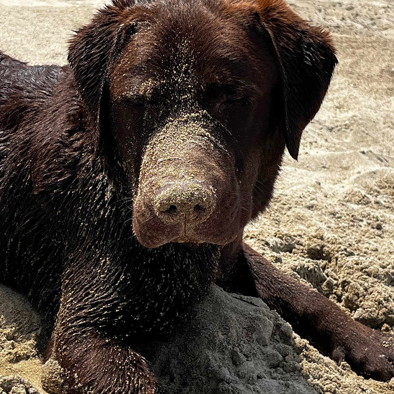 Uby participe au concours pour gagner de l'argent avec cette photo : animal, beach, bear, canine, coast, dog, elephant, hound, labradorretriever, nature, outdoors, pet, pointer, puppy, sand, sea, shoreline, snout, soil, water