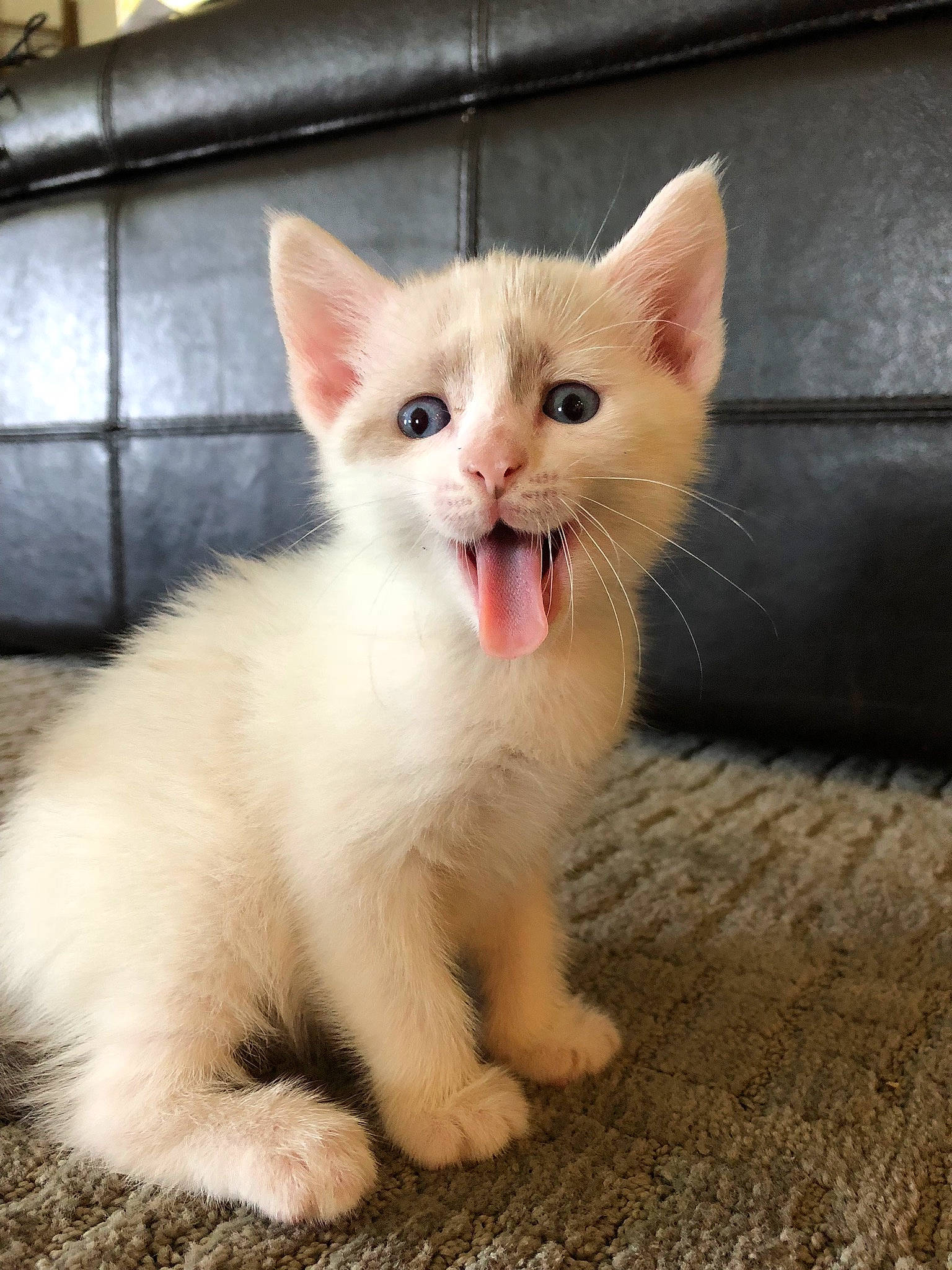 Lily Lou joined the competition — help win amazing prizes! aegean_cat, asian, carnivore, cat, colorpoint_shorthair, domestic_short_haired_cat, ear, eye, felidae, javanese, khao_manee, kitten, mammal, nose, person, polydactyl_cat, small_to_medium_sized_cats, turkish_angora, turkish_van, vertebrate