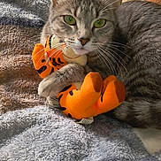 Cleopatra is registered to the contest to win money with this photo: cat, tabby, plush_toy, tiger, blanket, cuddling, green_eyes, indoor, pet, fur, whiskers, cute, cozy, resting, animal, soft_texture, home, relaxing, feline, toy