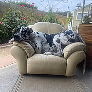 Chito joined the competition — help win amazing prizes! animal, armchair, backyard, canine, comfortable, daylight, dog, flowers, furniture, garden, home, leisure, nature, outdoor, pet, plant, relaxing, resting, spotted_dog, stick
