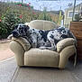 animal, armchair, backyard, canine, comfortable, daylight, dog, flowers, furniture, garden, home, leisure, nature, outdoor, pet, plant, relaxing, resting, spotted_dog, stick