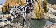 Chito is registered to the contest to win money with this photo: adventure, animal, cloudy_sky, collar, dog, great_dane, landscape, leash, moss, natural_feature, nature, outdoor, panting, pet, rock, scenic, spotted_coat, stone, tag, water_pool