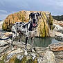 adventure, animal, cloudy_sky, collar, dog, great_dane, landscape, leash, moss, natural_feature, nature, outdoor, panting, pet, rock, scenic, spotted_coat, stone, tag, water_pool