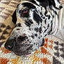 Chito is registered to the contest to win money with this photo: animal, black_and_white, canine, carpet, close_up, dog, domestic_animal, ear, fur, great_dane, indoor, lying_down, nose, patterned_rug, pet, portrait, relaxed, resting, snout, spotted_coat