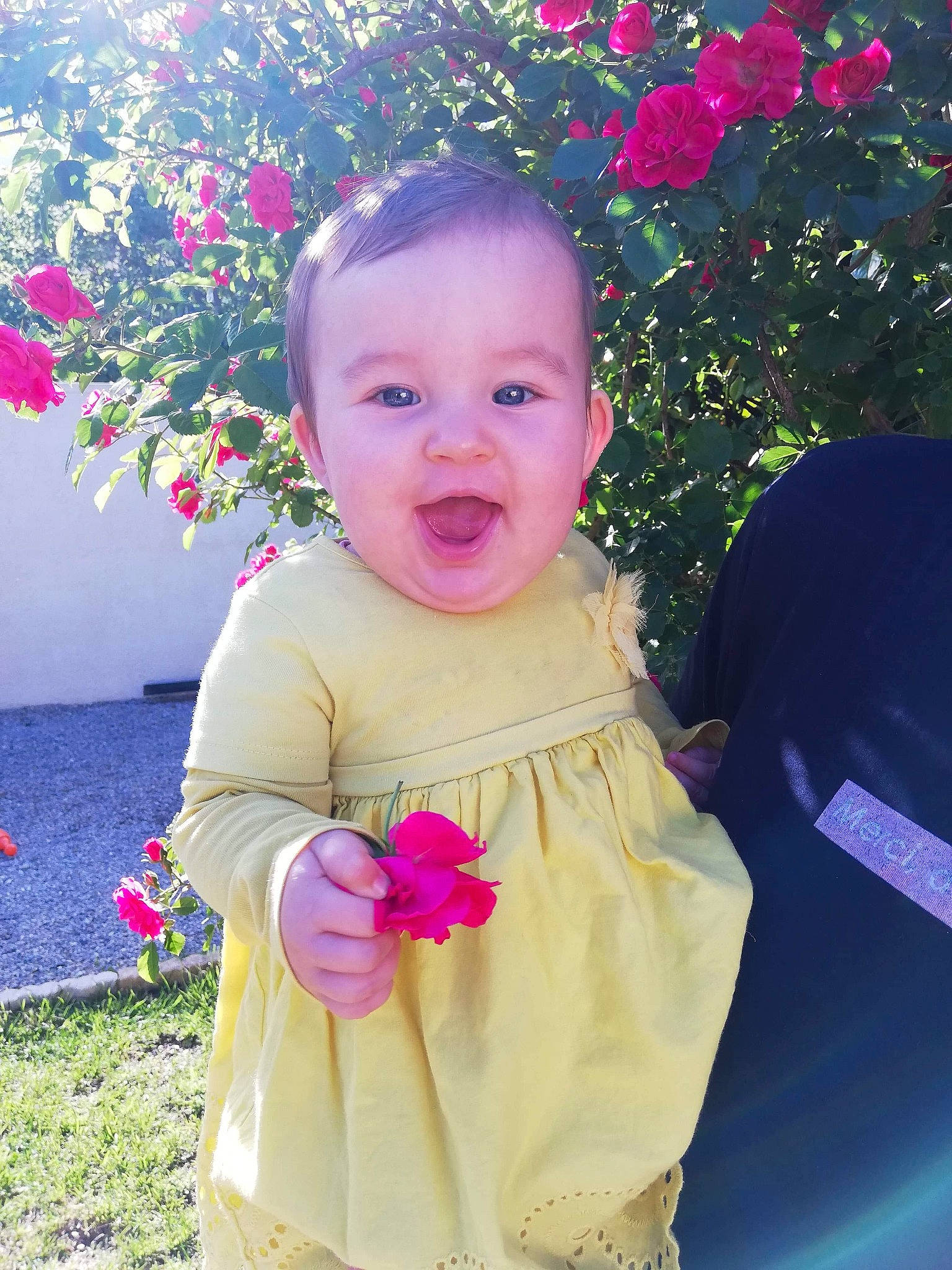 Molly a rejoint le concours — aidez-le/la à gagner de superbes lots ! baby, cheek, child, dress, face, flower, happy, person, petal, pink, plant, rose, skin, smile, spring, summer, toddler, yellow