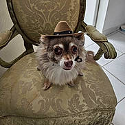 Oki is registered to the contest to win money with this photo: animal, big_eyes, brown_fur, chair, cowboy_hat, cute, dog, domestic_animal, ears, floor_tiles, fur, hat, indoor, looking_up, patterned_upholstery, pet, sitting, small_dog, vintage_chair, white_fur