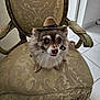 animal, big_eyes, brown_fur, chair, cowboy_hat, cute, dog, domestic_animal, ears, floor_tiles, fur, hat, indoor, looking_up, patterned_upholstery, pet, sitting, small_dog, vintage_chair, white_fur