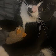 Adolf joined the competition — help win amazing prizes! animal, bed, black_and_white, blanket, cat, closeup, cozy, cute, feline, fur, indoor, paw, pet, plush_toy, relaxed, resting, sleepy, soft, toy, whiskers