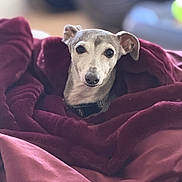 Rizzo is registered to the contest to win money with this photo: dog, pet, blanket, red_blanket, cozy, portrait, animal, snug, fur, ears, face, eyes, indoor, comfort, cute, looking, muzzle, expression, domestic, canine
