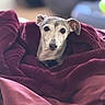 dog, pet, blanket, red_blanket, cozy, portrait, animal, snug, fur, ears, face, eyes, indoor, comfort, cute, looking, muzzle, expression, domestic, canine