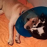 Jedï participe au concours pour gagner de l'argent avec cette photo : animal_companions, bed, black_and_white_cat, cat, close_bond, cone, cozy, cuddling, cute, dog, domestic_animals, floor, friendship, indoor, orange_blanket, pets, relaxing, resting, sleeping_area, yellow_dog