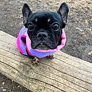 Maggie Mae is registered to the contest to win money with this photo: animal, bostonbull, boxer, bulldog, canine, dog, frenchbulldog, pet, pitbull, pug, puppy, purple, rock, snout, soil
