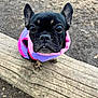 animal, bostonbull, boxer, bulldog, canine, dog, frenchbulldog, pet, pitbull, pug, puppy, purple, rock, snout, soil