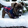 animal, bench, boxer, bulldog, canine, dog, face, furniture, head, nature, outdoors, person, pet, photography, plant, portrait, pottedplant, puppy, snow, tree