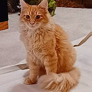 Lillie is registered to the contest to win money with this photo: animal, brown, cat, curious, cute, decor, domestic_cat, eyes, feline, fluffy, frog_statue, fur, indoor, orange_cat, pet, portrait, sitting, statue, tail, white_surface