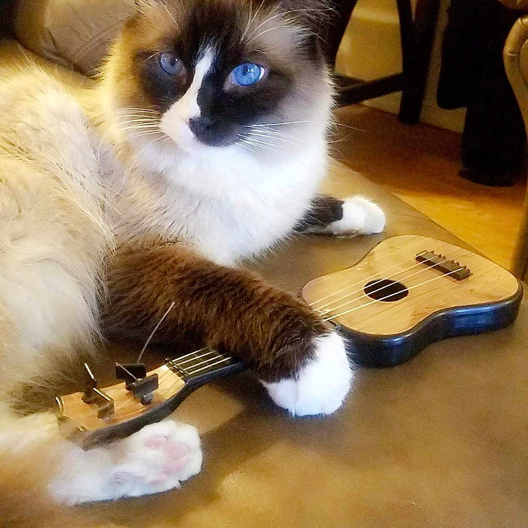Mittens joined the competition — help win amazing prizes! animal, blue_eyes, brown_white_fur, cat, closeup, couch, cute, domestic_animal, feline, fluffy, home, indoor, leather, musical_instrument, paw, pet, relaxed, resting, toy, ukulele