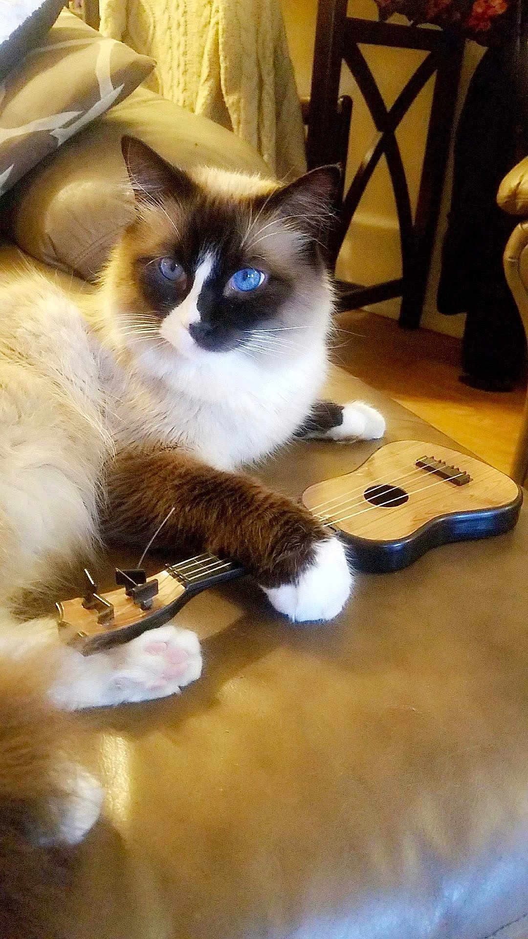 Mittens joined the competition — help win amazing prizes! cat, blue_eyes, fluffy, ukulele, couch, indoor, pet, relaxed, paw, feline, brown_white_fur, musical_instrument, domestic_animal, leather, closeup, cute, animal, home, resting, toy