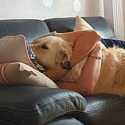 Orson a rejoint le concours — aidez-le/la à gagner de superbes lots ! dog, golden_retriever, couch, leather, person, hugging, pillow, arm, snuggling, indoor, wallpaper, bracelet, watch, relaxing, home, pet, furry, comfort, friendship, cozy