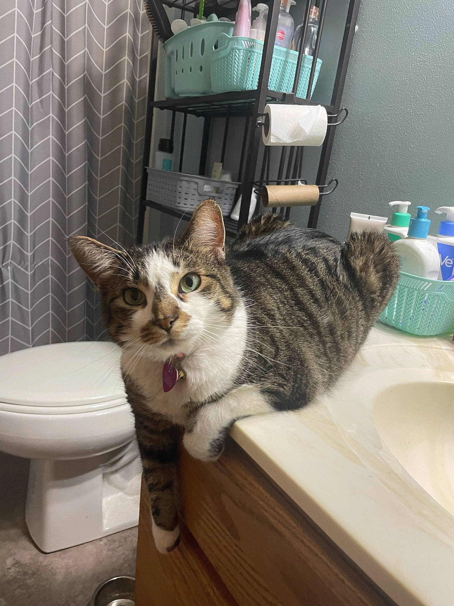 Stella is registered to the contest to win money with this photo: bathroom, bathroom_sink, carnivore, cat, comfort, domestic_short_haired_cat, felidae, flooring, fur, hardwood, plumbing, plumbing_fixture, shelf, sink, small_to_medium_sized_cats, tail, tap, whiskers, window, wood