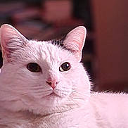 Pinceau participe au concours pour gagner de l'argent avec cette photo : cat, white_cat, indoor, bookshelf, books, furniture, pet, animal, fluffy, relaxed, portrait, closeup, comfort, cozy, soft_lighting, calm, feline, domestic_cat, resting, cute
