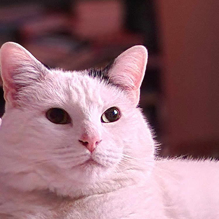 Pinceau participe au concours pour gagner de l'argent avec cette photo : cat, white_cat, indoor, bookshelf, books, furniture, pet, animal, fluffy, relaxed, portrait, closeup, comfort, cozy, soft_lighting, calm, feline, domestic_cat, resting, cute