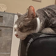 Rio a rejoint le concours — aidez-le/la à gagner de superbes lots ! animal, cabinet, cat, closeup, couch, ears, framed_picture, furniture, gray, head, home, indoor, nose, pet, resting, sleeping, soft_light, wall, whiskers, white