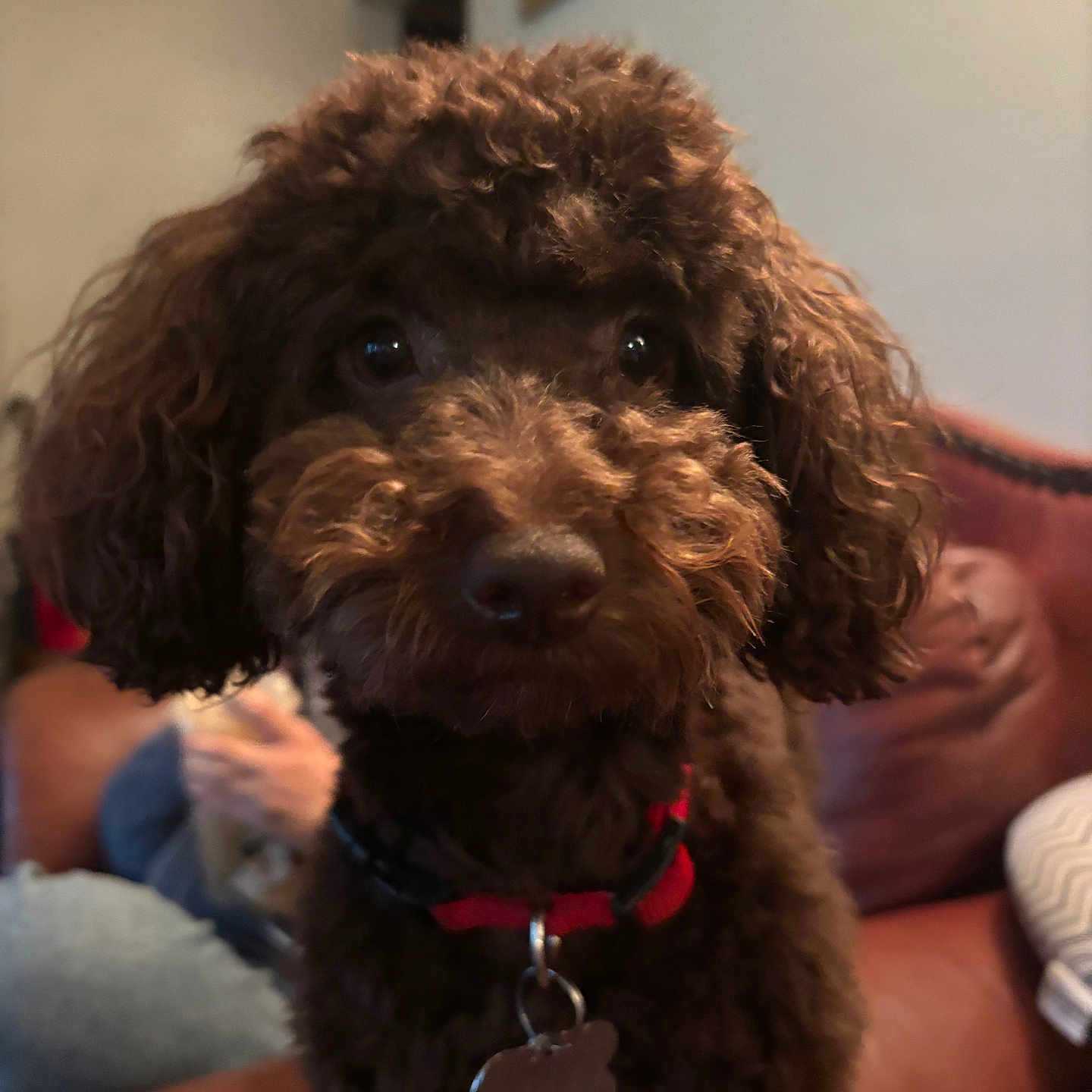 Milo joined the competition — help win amazing prizes! animal, architecture, bodypart, building, canine, chair, cockerspaniel, couch, dog, finger, furniture, hand, indoors, livingroom, person, pet, poodle, puppy, room, terrier