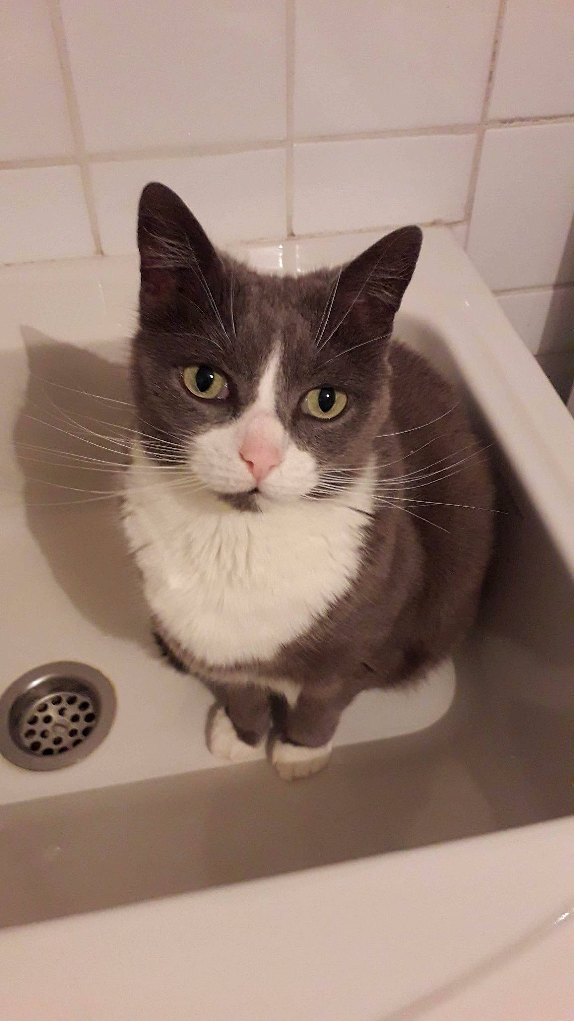 Cannelle a rejoint le concours — aidez-le/la à gagner de superbes lots ! aegean_cat, american_shorthair, american_wirehair, carnivore, cat, domestic_short_haired_cat, european_shorthair, felidae, kitten, sink, small_to_medium_sized_cats, whiskers