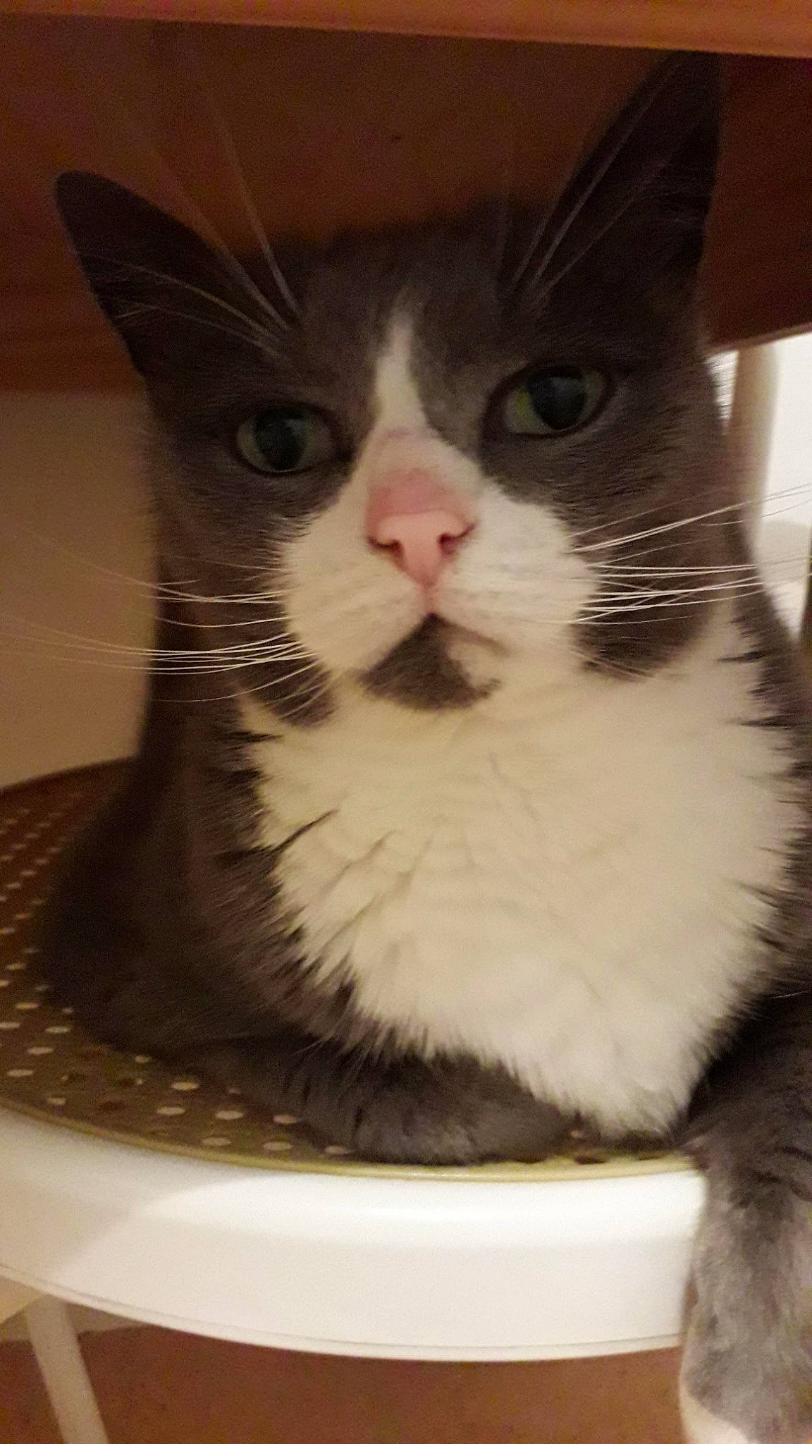 Cannelle participe au concours pour gagner de l'argent avec cette photo : aegean_cat, american_wirehair, carnivore, cat, domestic_short_haired_cat, european_shorthair, felidae, kitten, mammal, small_to_medium_sized_cats, snout, whiskers