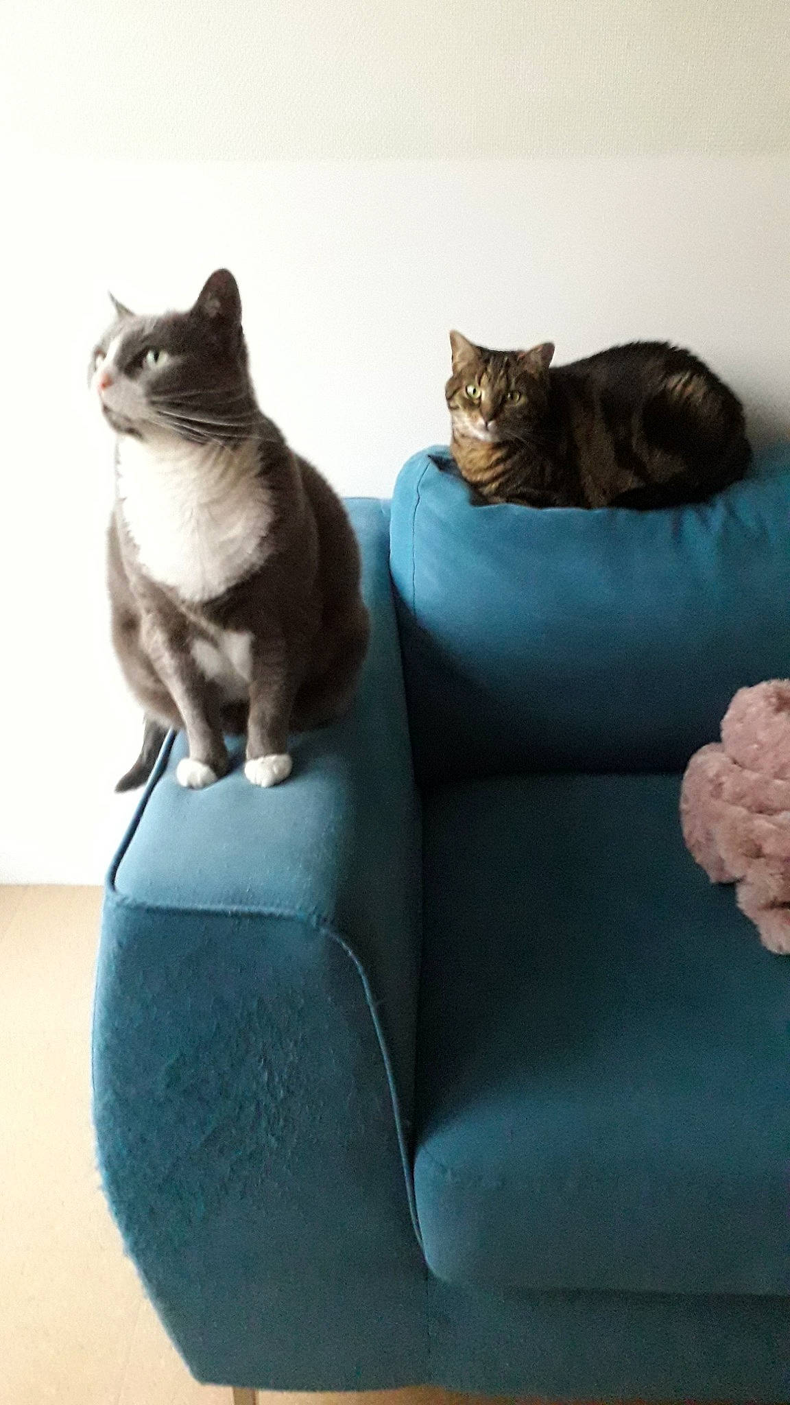 Cannelle a rejoint le concours — aidez-le/la à gagner de superbes lots ! asian, british_shorthair, carnivore, cat, comfort, couch, domestic_short_haired_cat, european_shorthair, felidae, furniture, paw, small_to_medium_sized_cats, tail, whiskers