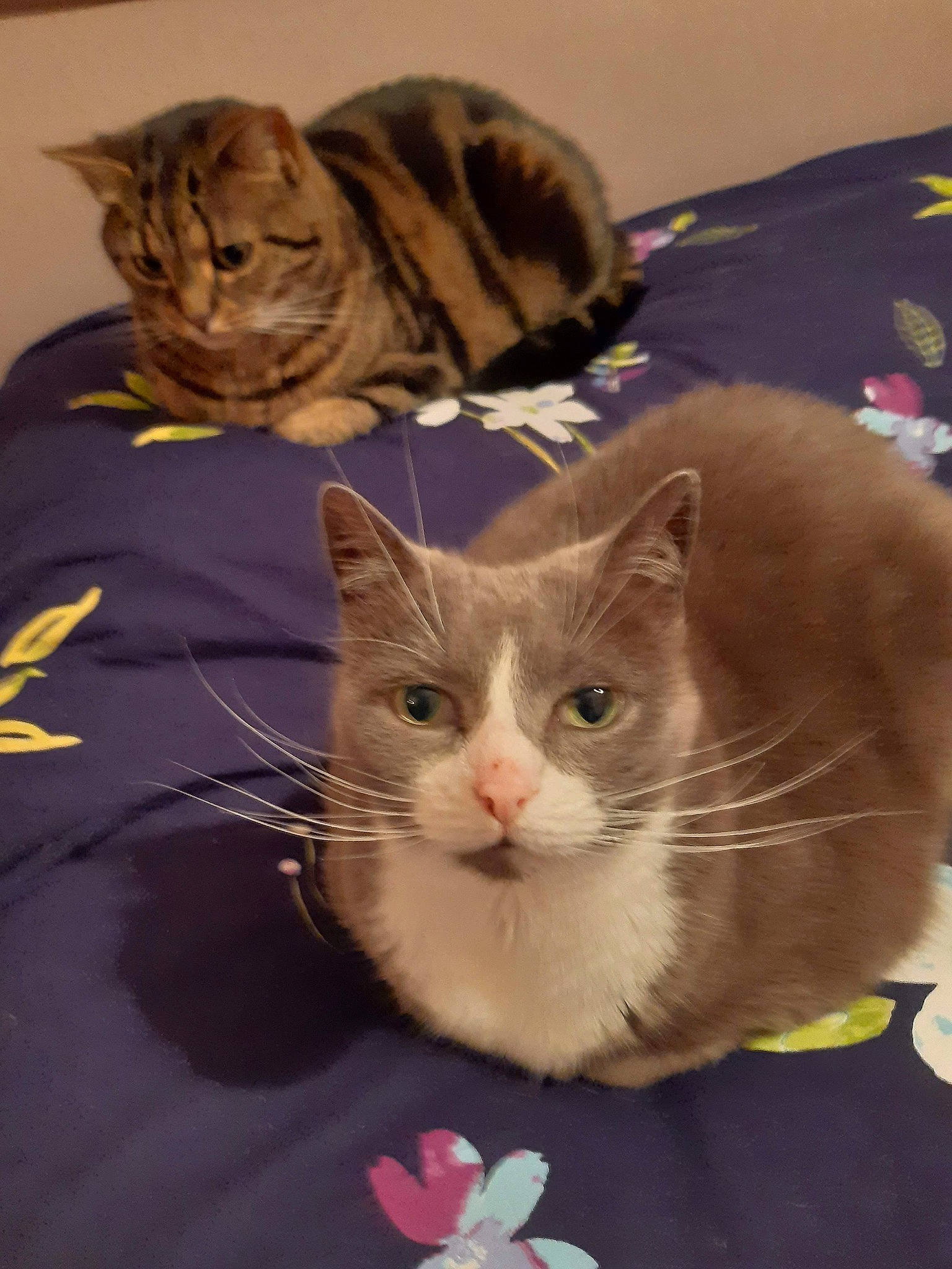 Cannelle a rejoint le concours — aidez-le/la à gagner de superbes lots ! american_shorthair, american_wirehair, asian, australian_mist, carnivore, cat, cymric, domestic_short_haired_cat, european_shorthair, fawn, felidae, fur, kitten, mammal, polydactyl_cat, ragamuffin, small_to_medium_sized_cats, tabby_cat, vertebrate, whiskers