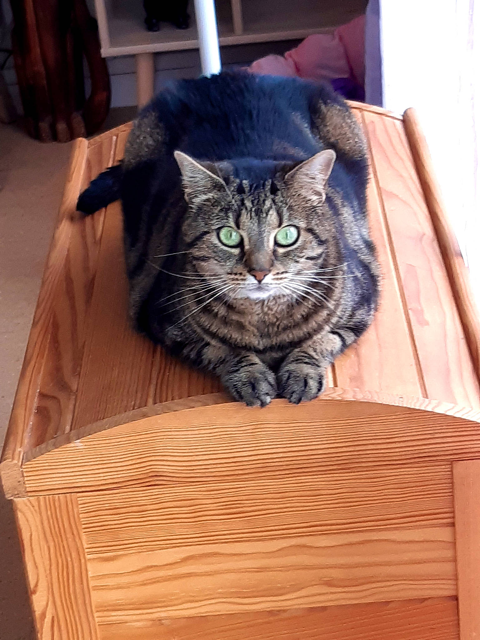 Ketty a rejoint le concours — aidez-le/la à gagner de superbes lots ! american_shorthair, asian, box, carnivore, cat, domestic_short_haired_cat, dragon_li, european_shorthair, felidae, pixie_bob, small_to_medium_sized_cats, tabby_cat, whiskers