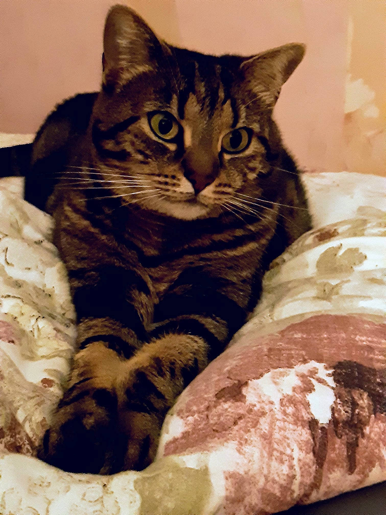 Ketty participe au concours pour gagner de l'argent avec cette photo : american_shorthair, asian, australian_mist, california_spangled, carnivore, cat, domestic_short_haired_cat, dragon_li, european_shorthair, felidae, kitten, mammal, small_to_medium_sized_cats, tabby_cat, whiskers, wild_cat