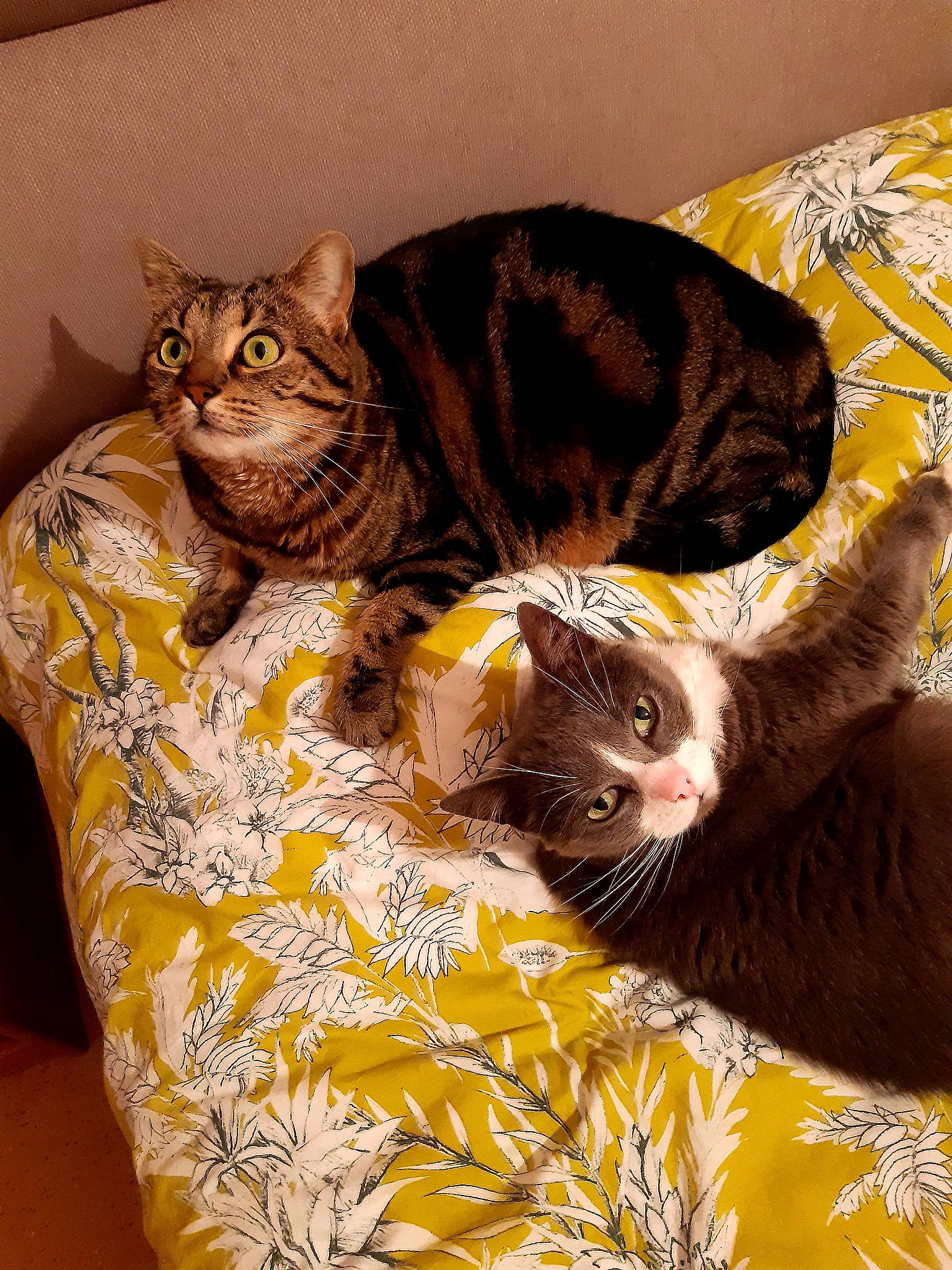 Ketty participe au concours pour gagner de l'argent avec cette photo : american_shorthair, asian, carnivore, cat, domestic_short_haired_cat, dragon_li, european_shorthair, felidae, fur, german_rex, kitten, ocicat, small_to_medium_sized_cats, snout, tabby_cat, whiskers, yellow