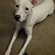 Cocoa Puff joined the competition — help win amazing prizes! dog, white_dog, perky_ears, paws, carpet, indoor, pet, canine, black_nose, lying_down, looking_up, sticker_butterfly, tail_peek, second_dog_partial, closeup, portrait, attentive, short_hair, floor, background_texture