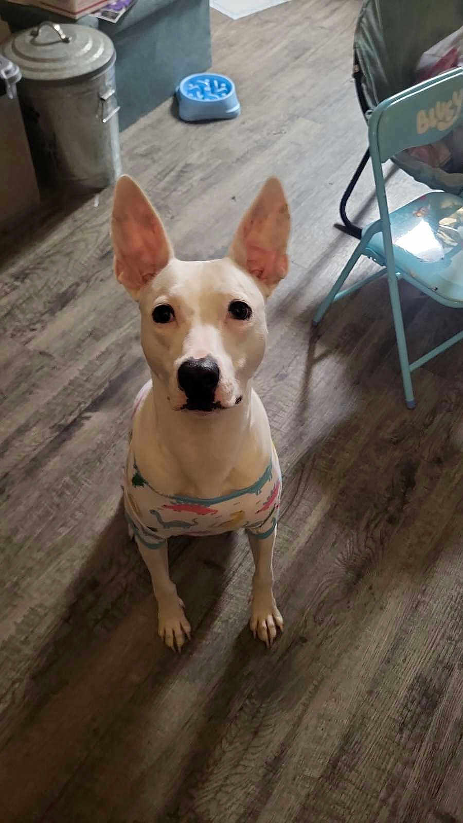 Cocoa Puff is registered to the contest to win money with this photo: dog, white_dog, pet, indoor, hardwood_floor, sitting, looking_up, upright_ears, dog_shirt, children_chair, dog_bowl, trash_can, flooring, front_paws, portrait, companion, cute, attentive, domestic, home_interior