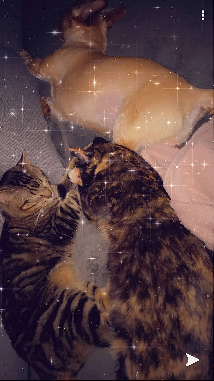 Lylo participe au concours pour gagner de l'argent avec cette photo : carnivore, cat, fawn, felidae, small_to_medium_sized_cats, whiskers