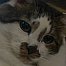 Honey Girl Filo is registered to the contest to win money with this photo: animal, cat, close_up, curious, cute, domestic, ears, eyes, face, feline, fur, indoor, markings, muzzle, nose, pet, portrait, soft, whiskers