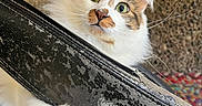 Honey Girl Filo is registered to the contest to win money with this photo: animal, armrest, brown, cat, chair, closeup, curious, domestic_animal, feline, floor, fluffy, fur, indoor, looking_up, paws, pet, texture, whiskers, white, wide_eyes