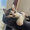 Honey Girl Filo is registered to the contest to win money with this photo: animal, blinds, cat, cat_tree, cozy, ears, face, fur, indoor, kitten, paw, pet, relaxed, resting, sleepy, soft, sunlight, whiskers, window, young