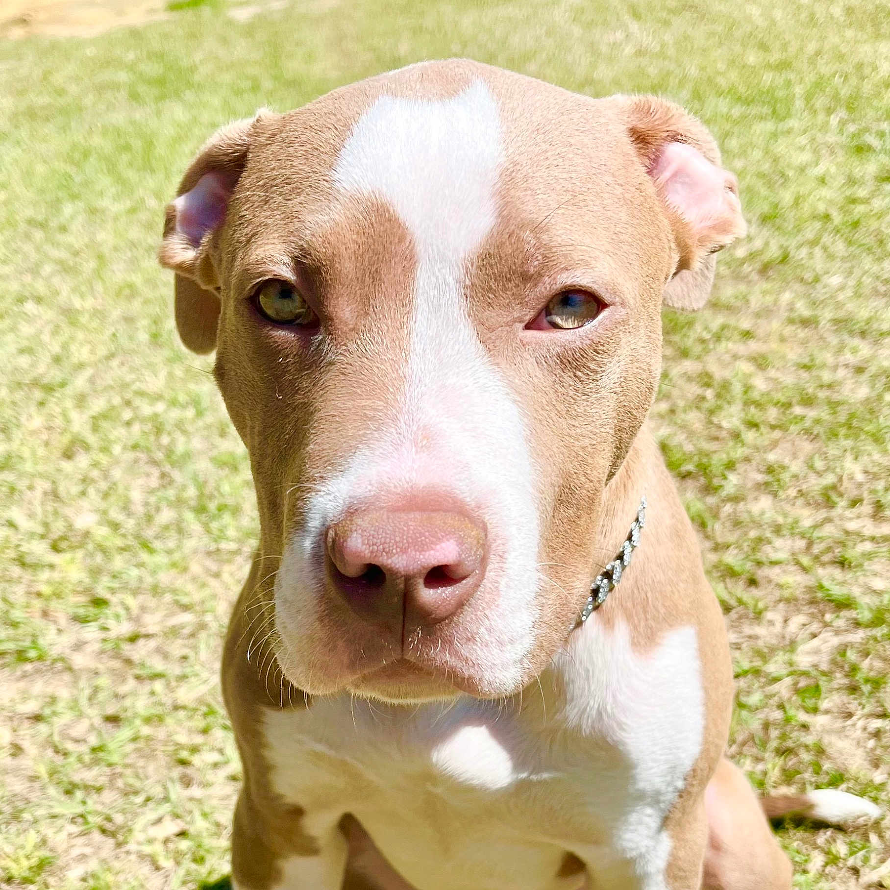 Zeus is registered to the contest to win money with this photo: animal, ball, bulldog, canine, dog, football, grass, hound, labradorretriever, pet, pitbull, plant, puppy, snout, soccer, soccerball, sport, tennis, tennisball, whitedog