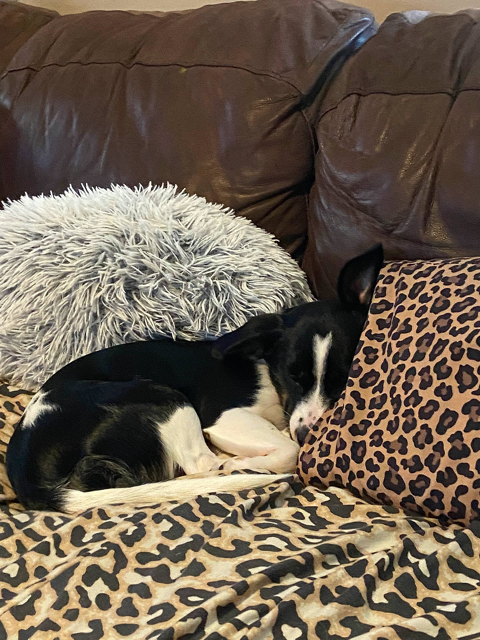 Moo Moo joined the competition — help win amazing prizes! bored, carnivore, comfort, companion_dog, couch, dog, dog_breed, felidae, fur, linens, mammal, room, small_to_medium_sized_cats, snout, sporting_group, tail, terrestrial_animal, textile, whiskers, working_animal