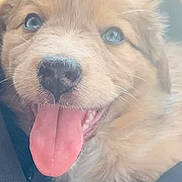 Sky is registered to the contest to win money with this photo: puppy, dog, close_up, tongue_out, blue_eyes, happy, cute, fur, pet, animal, smiling, young_dog, portrait, face, nose, whiskers, indoor, soft_light, furry, adorable